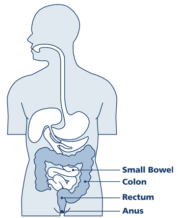 Diagram of the internal organs of a human. Small colon is white, Colon is dark blue
